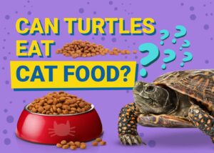 Read more about the article Могут ли черепахи есть кошачью еду?  Руководство по рискам и безопасности