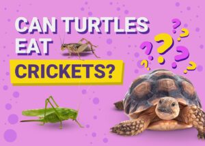Read more about the article Могут ли черепахи есть сверчков?  Наш ветеринар объясняет