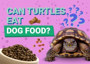 Read more about the article Могут ли черепахи есть собачью еду?  Наш ветеринар объясняет