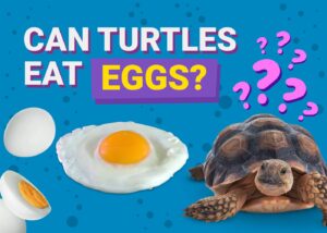 Read more about the article Могут ли черепахи есть яйца?  Факты и руководство по безопасности