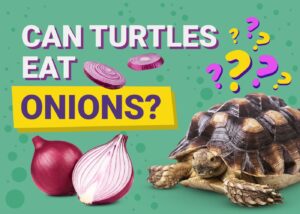 Read more about the article Могут ли черепахи есть лук?  Одобренные ветеринаром факты и руководство по безопасности
