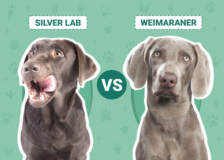 Silver Lab против веймаранера