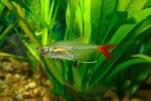 Read more about the article Bloodfin Tetra: руководство по уходу, изображения, настройка резервуара и информация