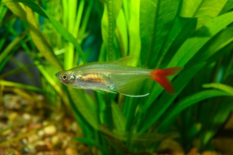 You are currently viewing Bloodfin Tetra: руководство по уходу, изображения, настройка резервуара и информация