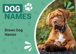 Read more about the article 175 коричневых имен собак: идеи для вашего очаровательного щенка шоколадного цвета