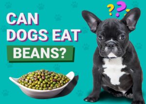 Read more about the article Могут ли собаки есть фасоль?  Одобренные ветеринаром факты о питании, риски и часто задаваемые вопросы