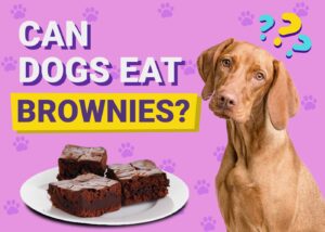 Read more about the article Могут ли собаки есть пирожные?  Одобренные ветеринаром факты, риски и часто задаваемые вопросы