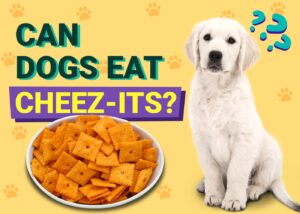 Read more about the article Могут ли собаки есть Cheez-Its?  Одобренные ветеринаром факты и часто задаваемые вопросы