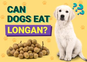 Read more about the article Могут ли собаки есть лонган?  Одобренные ветеринаром факты и часто задаваемые вопросы