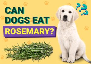 Read more about the article Могут ли собаки есть розмарин?  Одобренные ветеринаром льготы, диета и часто задаваемые вопросы