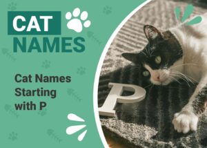 Read more about the article 200+ популярных имен кошек, которые начинаются с буквы «П»: мурлыкающие идеи