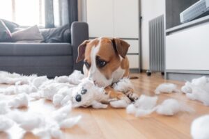 Read more about the article https://petkeen.com/my-dog-ate-toy-stuffing-vet-answer/