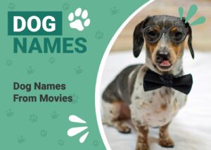 Read more about the article 350 имен собак из фильмов для вашей звездной собаки