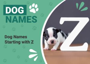 Read more about the article 81 имя собаки, начинающееся с буквы Z, для вашего пикантного щенка