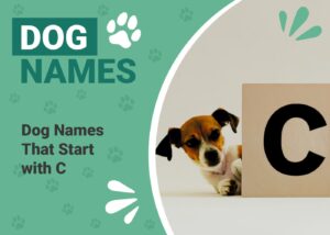Read more about the article 215+ имен собак, которые начинаются с буквы C для вашей милой собаки