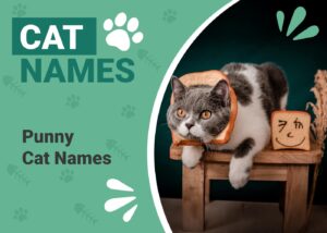 Read more about the article 100+ маленьких кошачьих имен: потрясающие варианты для вашей кошки