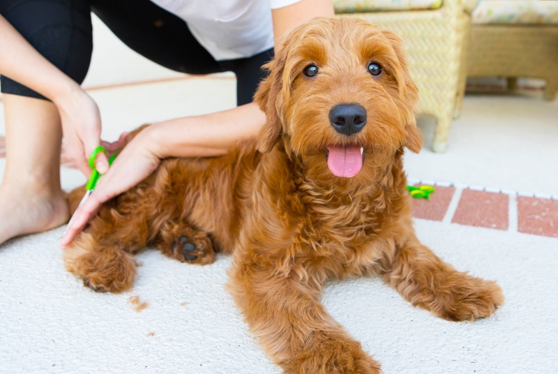 Read more about the article 15 очаровательных стрижек Goldendoodle (с картинками)