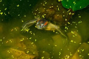 Read more about the article Почему вода в аквариуме с черепахами мутная?  9 причин и исправлений