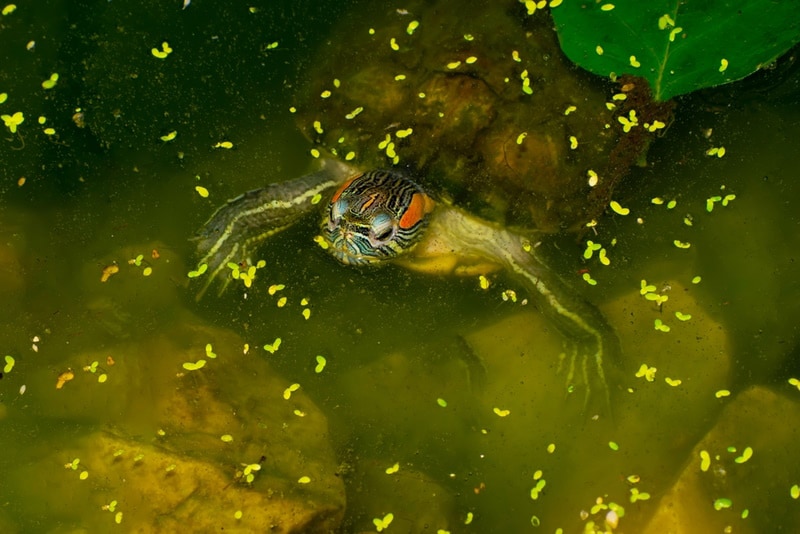 Read more about the article Едят ли черепахи золотую рыбку?  Одобренные ветеринаром причины и риски