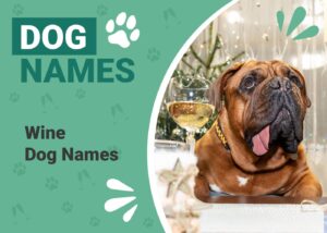 Read more about the article 145 очаровательных винных имен для собак: идеи для модных собак