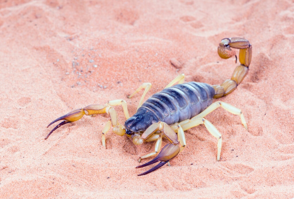 Пустынный волосатый скорпион (Hadrurus arizonensis)