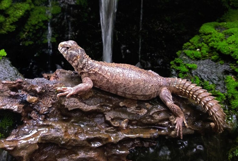 uromastyx aegyptia отдыхает на камне