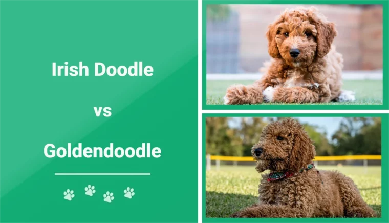 Ирландский дудл против Goldendoodle — Избранное изображение