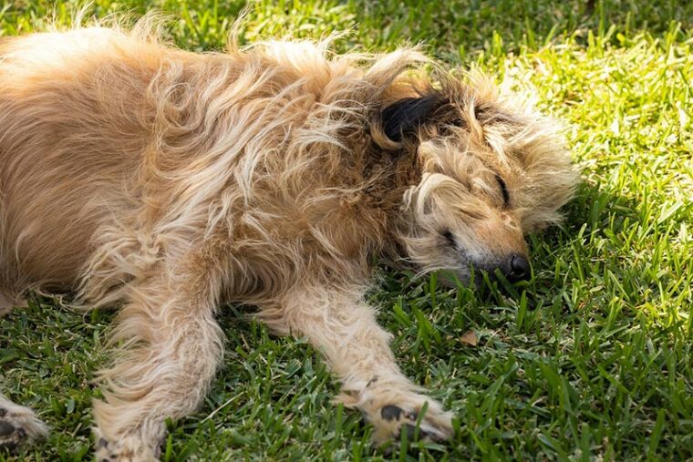 собака спит на траве