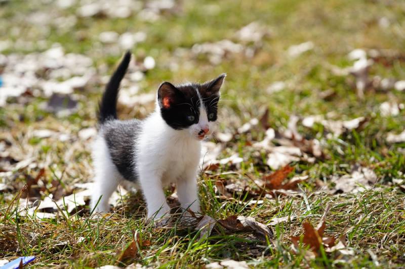 Котенок в смокинге играет на улице ранней весной