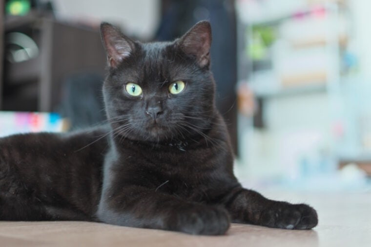 Черный американский короткошерстный кот сидит